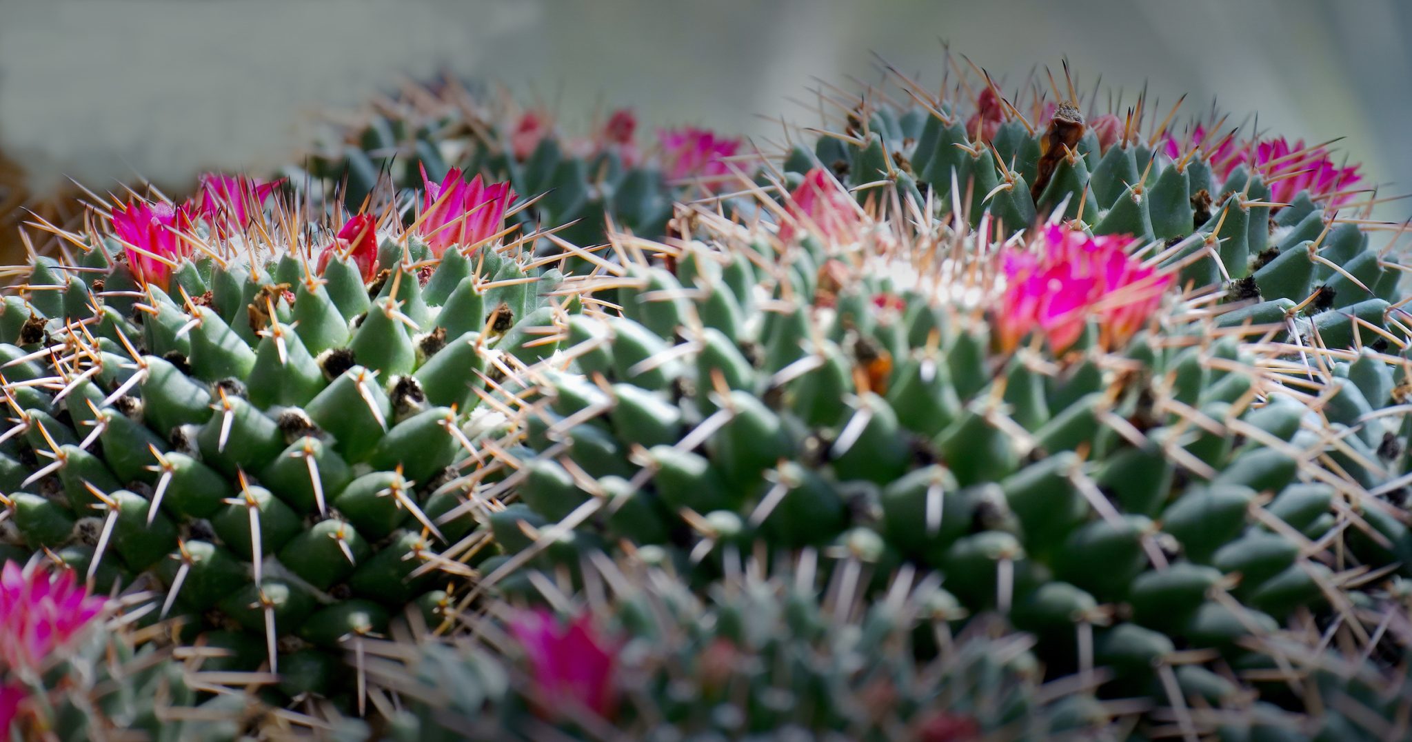 Las Cruces Women’s Health aborto Las Cruces New Mexico